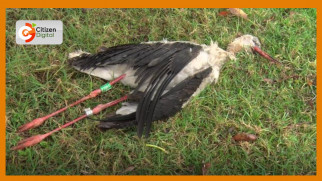 Migratory bird that flew over 7,000KM from Poland to Kenya electrocuted in Nandi, Kenya (Video)