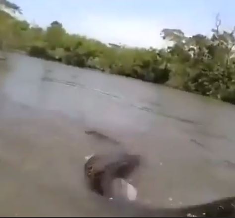 HORROR|| Video Of Fisherman Fighting Against Huge Anaconda Shakes The Internet (Watch Video)