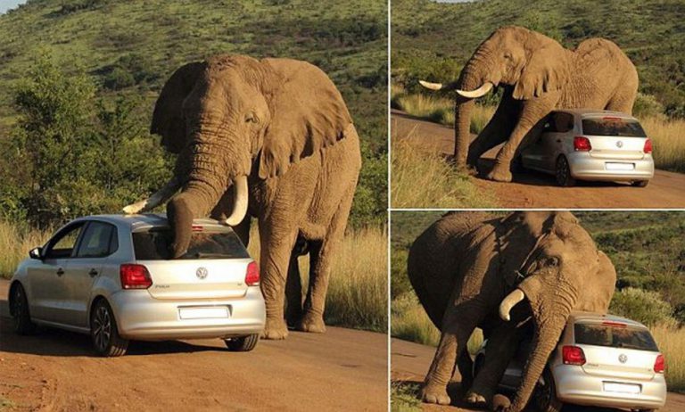Tourists Stuck In Their Hatchback As A Morous Elephant Gets Frisky On South African Safari