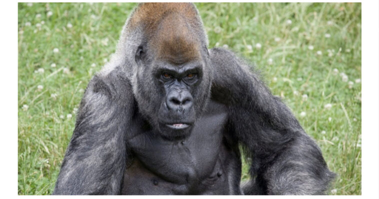 World’s oldest male gorilla dies at 61