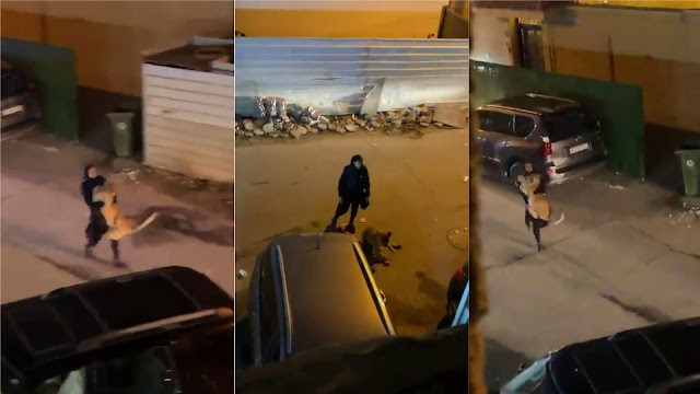 Watch| Brave girl catches escaped lion with her bare hands on the street, drags it down the road