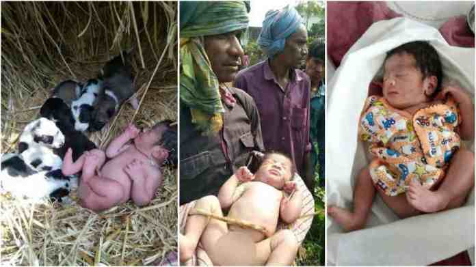 Mother Dog Guards Abandoned New-Born Baby Like One Of Her Own Puppies