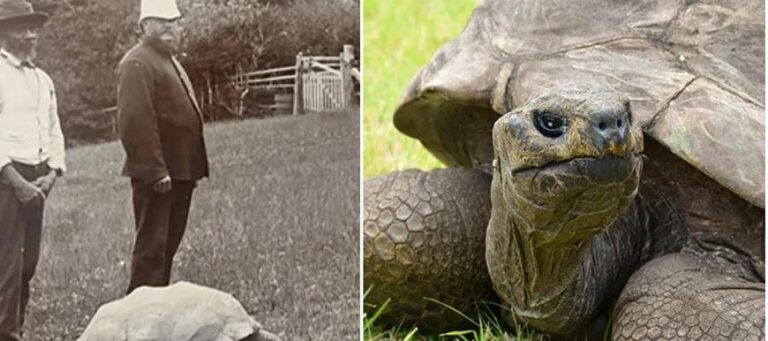 Meet 190-Year-Old Jonathan, The World’s Oldest Living Tortoise