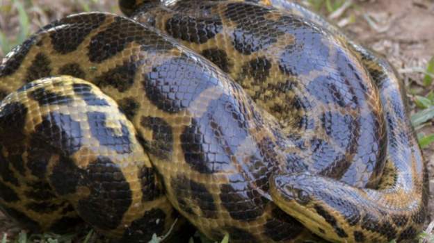Escaped pet snake called Medusa returns home home