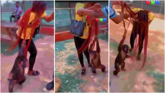 Watch|| Drama As Lady Is Caught in Battle Of Ownership With a Monkey Over Long Braids
