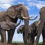 43-Year-Old Dies After Elephant Attack in Ntcheu