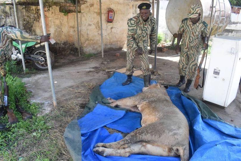 Zambian officer guns down stray lions