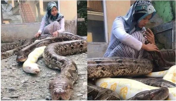 Meet 14-Year-Old Girl Who Has Six-Giant Pythons As Pets (Terrifying Videos)