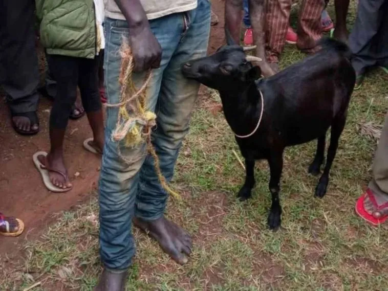 Man Caught Stealing Goat In Mulanje