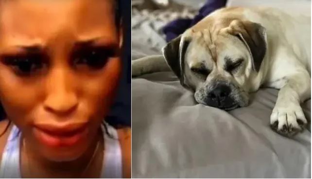 Update|| Police To Arrest Owners Of Dogs Caught In The Act Of Having S2xual Intercourse With Ladies