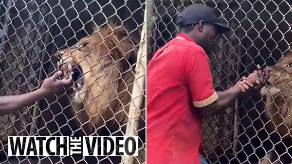 Watch|| Lion Bites Off Finger Of Overzealous Zoo Attendant