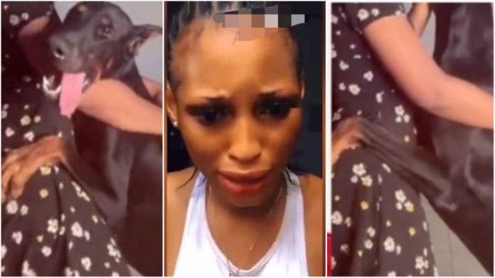 UPDATE| Nigerian Slay Queen Captured Being Boŋked By A Dog Finally Speaks [Video]