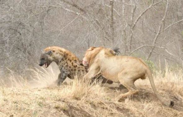 Ever Wondered Why Lions Don’t Eat Hyenas Even After Killing Them? Here Are The Reasons