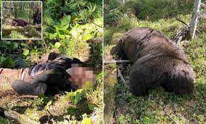 Bear shot by a hunter mauls the hunter to death in ‘revenge attack’