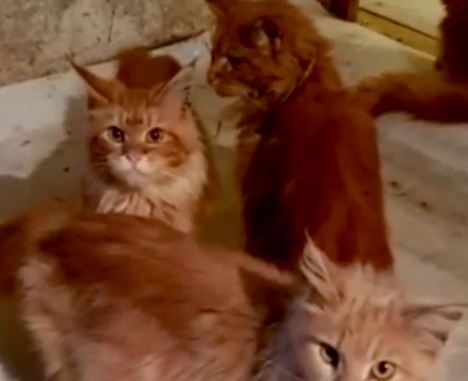 Woman Eaten By Her 20 Pet Cats After She Collapsed