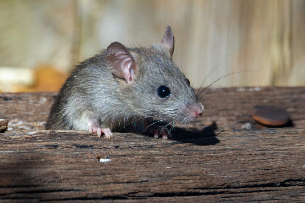 African Man In The UK Sacked From Work For Violating The Rights Of A Mouse