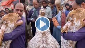 Touching|| Watch Goat Brought To Be Sold Hugs Owner, Cries Like Human