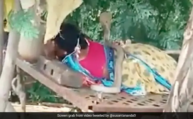 Watch|| Snake Climbs On Top Of Woman Resting In Field, Video Will Give You Goosebumps