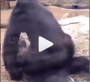 Is This Normal? Watch This Video As Monkeys Are Seen Chewing Each Other Like Huma Beings (Watch Video)