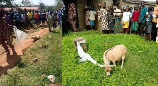 Video & Pics|| Bizarre as woman turns into a goat after a failed ritual attempt on school kids