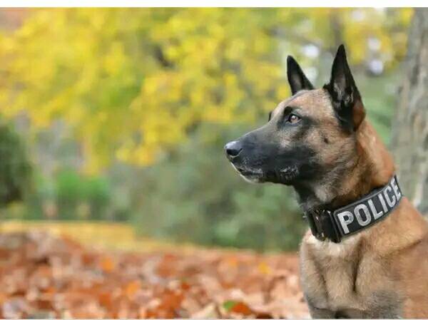 Malawian Police Dog Detective Buba Dies