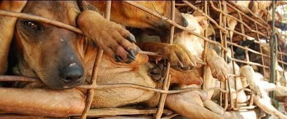 Zambia Police Arrest British Man Harvesting Maggots From Dead Dogs