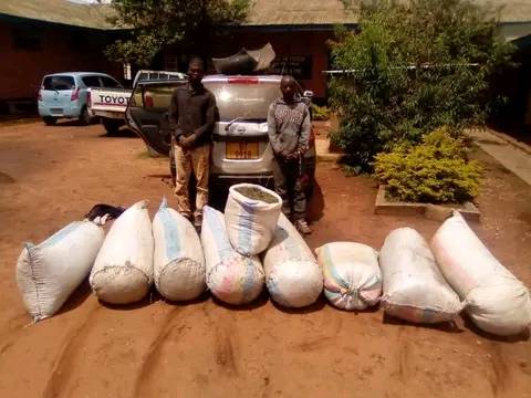 Men Arrested for Possession of Chamba in Dowa