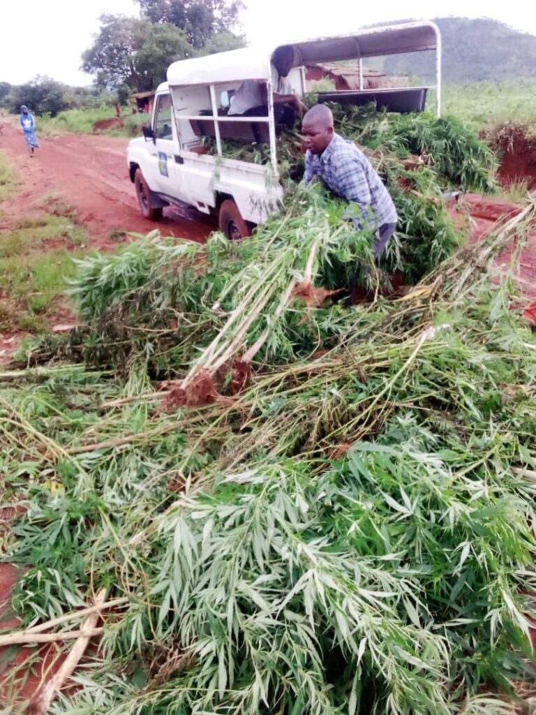 Police hunting for Chamba grower in Mchinji