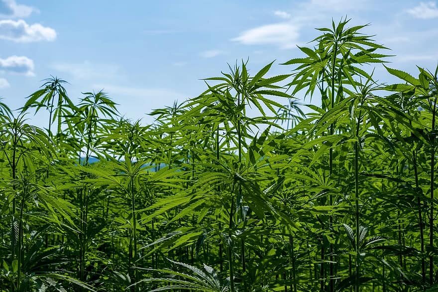 NTCHISI COOPERATIVE FARMERS BLAMES CANNABIS REGULATORY AUTHORITY FOR DELAYING ISSUING FARMING LICENSES