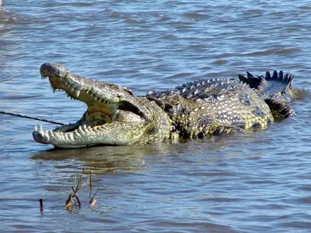 Crocodile Attack Claims Life of 10-Year-Old Girl in Nkhotakota