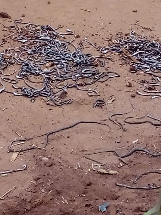 301 Snakes Killed In a Maize Field In Dedza