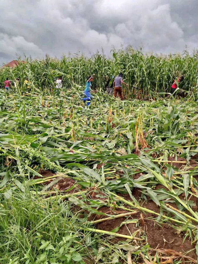 Govt orders Lilongwe City Council to suspend slashing of maize grown in prohibited places