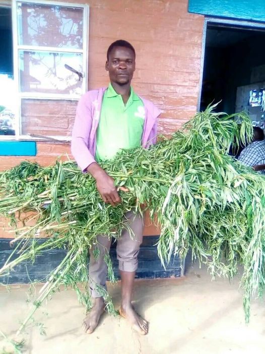 Man Arrested for Illegal Cannabis Cultivation in Mponela