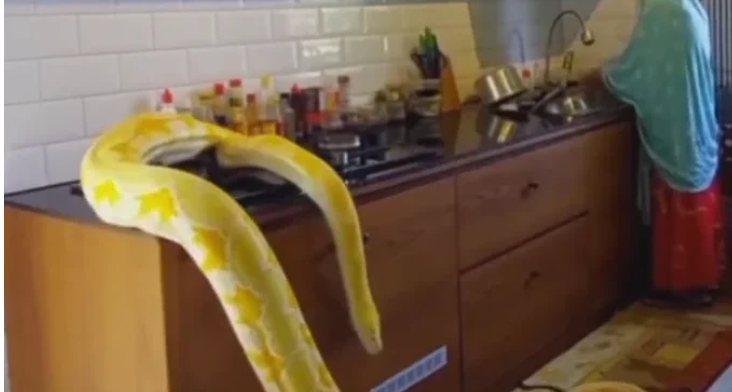 Woman posts a video of her workplace in Saudi Arabia where her boss has a pet snake