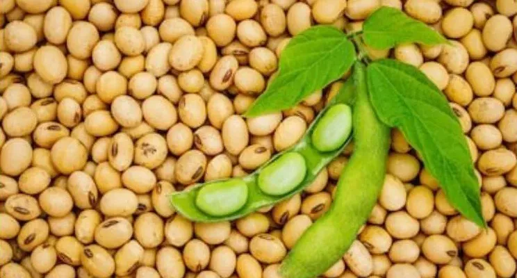 RAW SOYA BEANS EXPORTATION SUSPENDED WITH IMMEDIATE EFFECTE