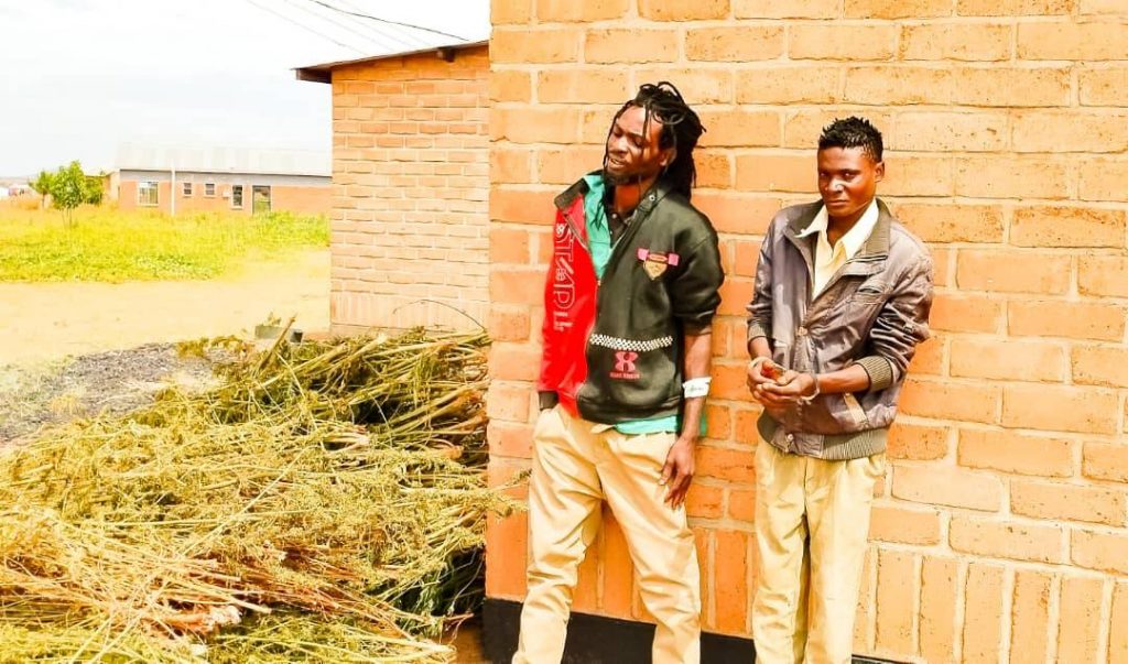 Two men arrested for cultivating Indian hemp without permits