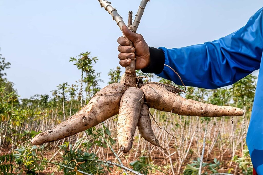 1 Yea-old Baby Dies, Family hospitalized After Eating Poisonous Cassava In Machinga