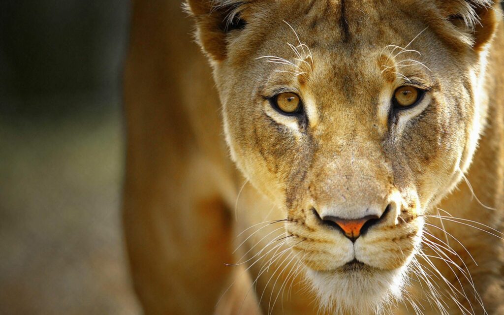 South African Farm Worker Mauled To Death By A Lioness