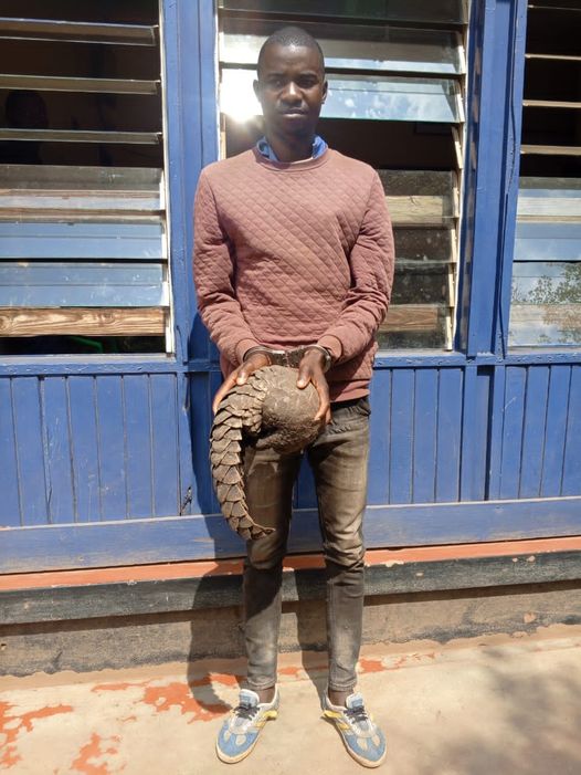Mozambican national arrested for possessing live pangolin