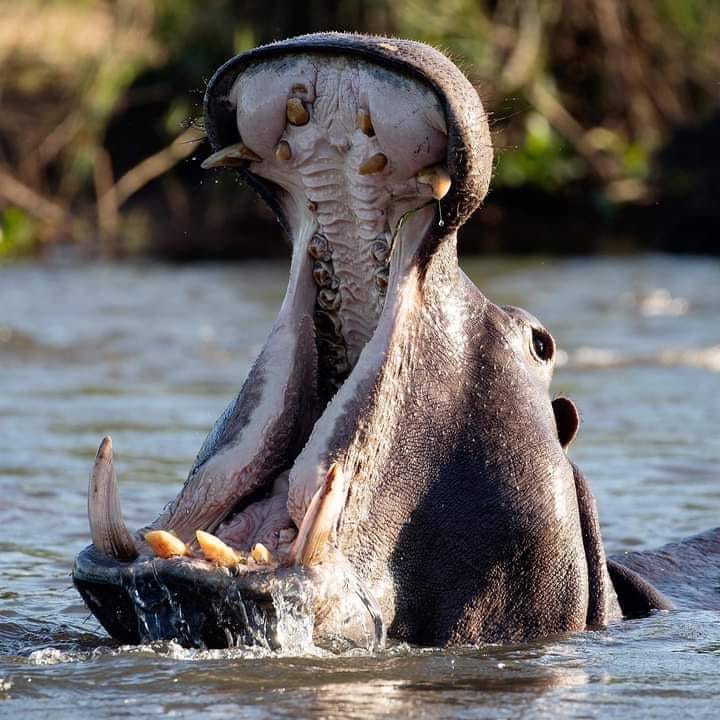 Hippo Mauled Woman To Death In Zambia