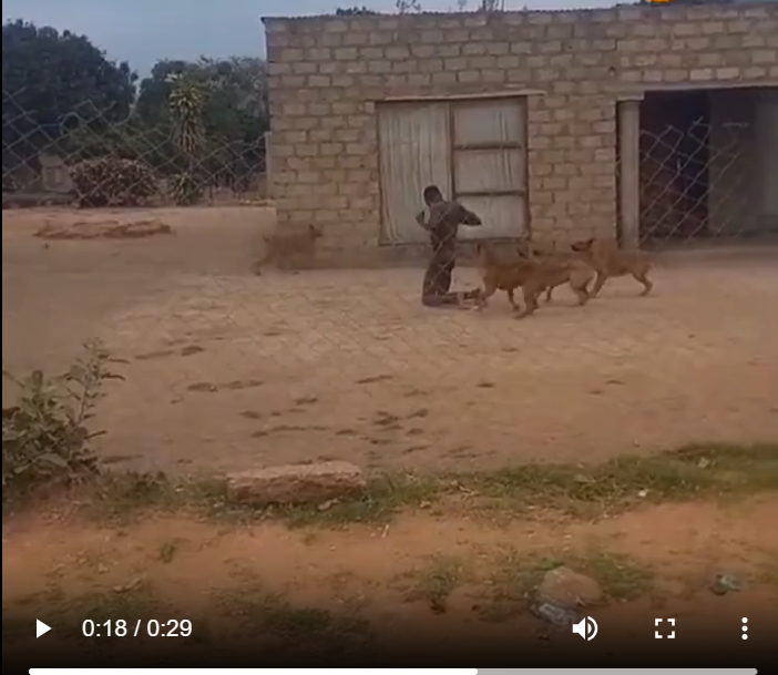 Thief Caught on Camera Being Menaced by Dogs While Naked