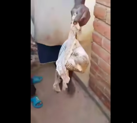 Drama in Dedza: Pit Latrine Dismantled Over Baby Cry Rumors, Puppies Found Instead