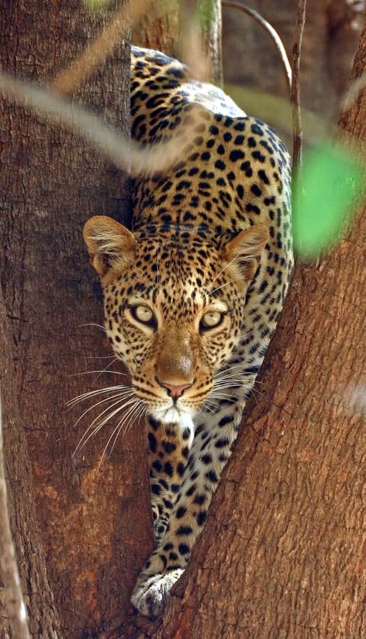 Zambia Court Sentences Man to Five Years for Illegal Possession of Leopard Skin