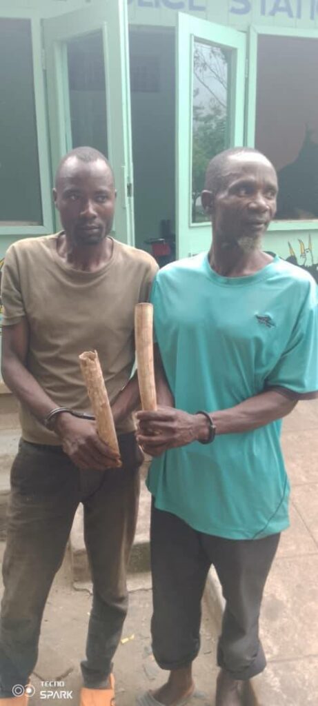 Two Arrested for Possession of Raw Ivory in Ntaja