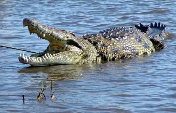 11 Year-Old Boy Escapes Death in Crocodile Attack in Zambia