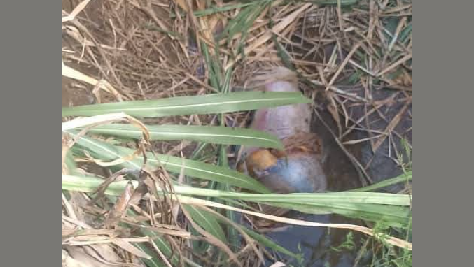 Woman Found Dead, Suspect Selling Her Clothes Sparks Anger in Lilongwe 25 B