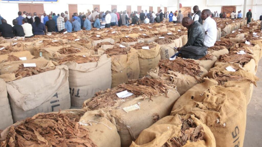 Tobacco Trading Resumes at Limbe Market Amid Farmer Price Concerns