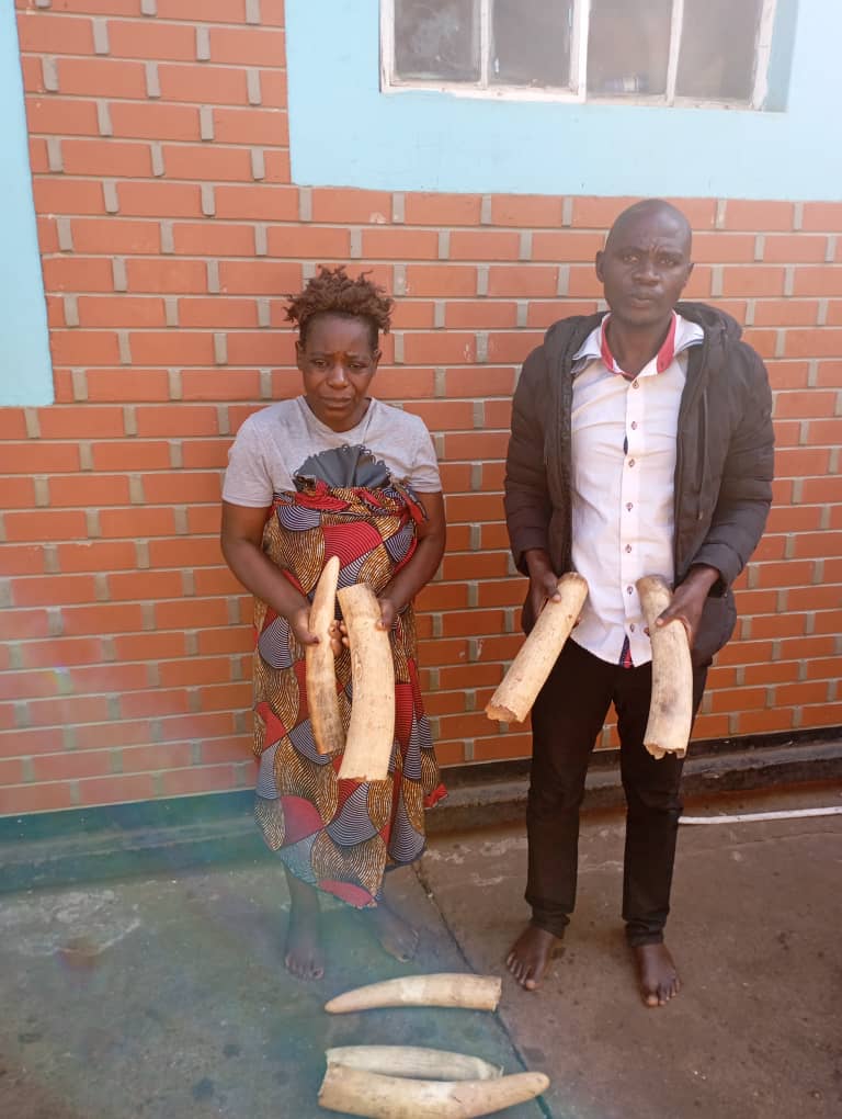 2 Arrested For Illegal Possession of 7 Elephant Tusks in Lilongwe