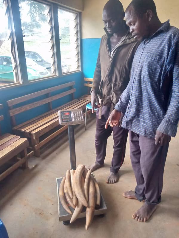 Two Men Sentenced to 10 Years for Possessing Elephant Ivory