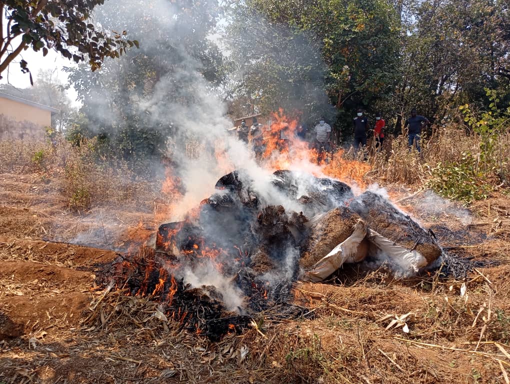 Ntcheu Court Burns 1.5 Tonnes of Cannabis